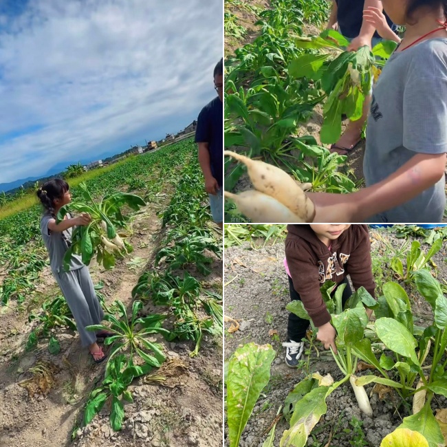 傅爸爸蘿蔔園/高雄美濃蘿蔔園