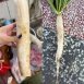 傅爸爸蘿蔔園/高雄美濃蘿蔔園