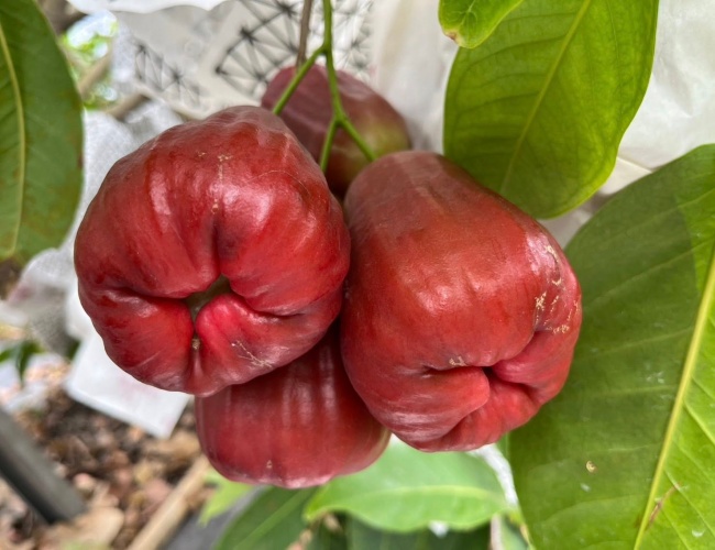傅爸爸蘿蔔園/高雄美濃蘿蔔園