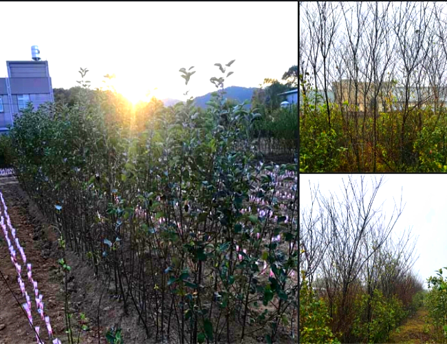 東平種苗園