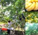 麻豆桔柚專賣