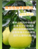 麻豆桔柚專賣