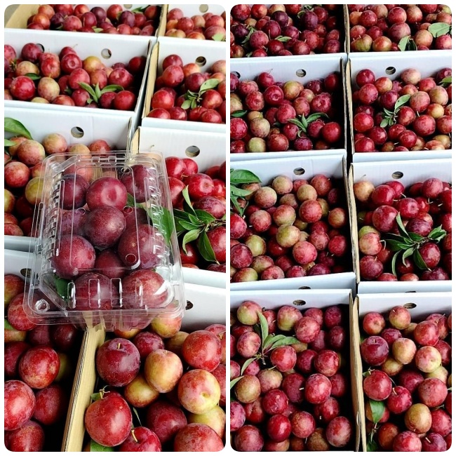 拉拉山冠桃果園