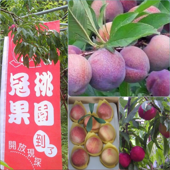 拉拉山冠桃果園