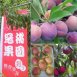 拉拉山冠桃果園