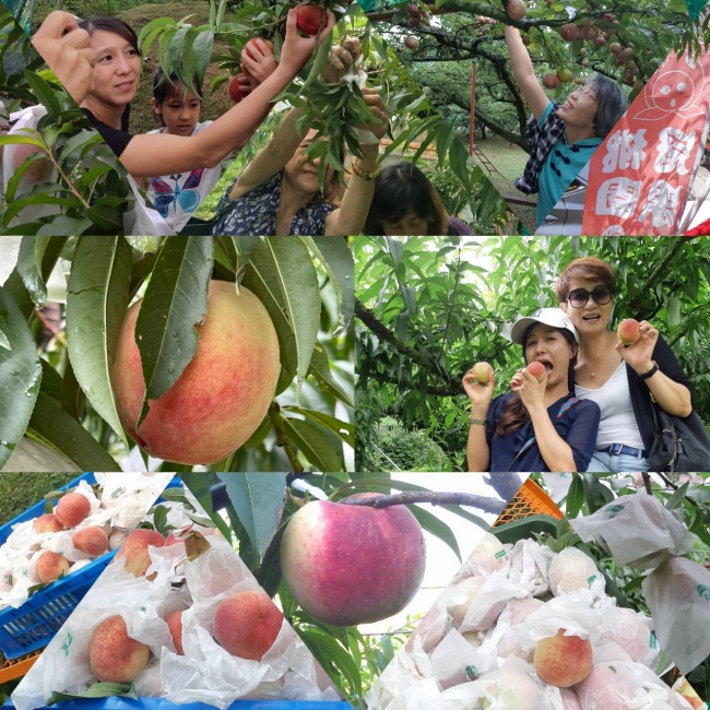拉拉山冠桃果園