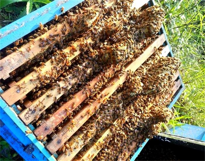 蜂之釀 蜂蜜花粉蜂王乳專賣門市