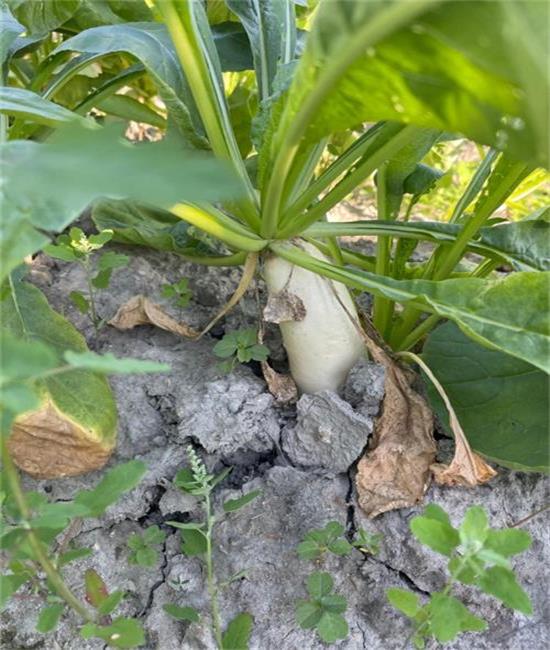 傅爸爸蘿蔔園/高雄美濃蘿蔔園
