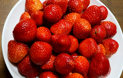 苗栗縣卓蘭鎮有機草莓園~草莓大叔 苗栗縣卓蘭鎮有機草莓園~草莓大叔